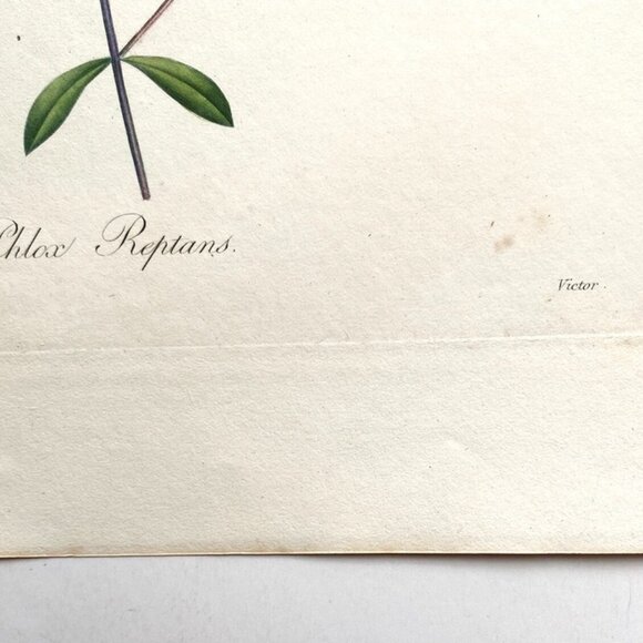 P. J. Redoute, Hand-Colored Engraving, Phlox Reptans, 1827, 12 1/2" x 9 1/2" - Picture 4 of 5